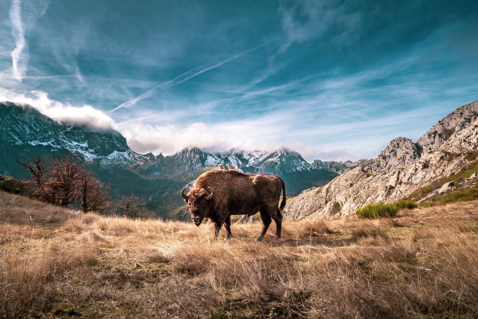 flora y fauna de montana de riano